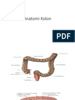 Anatomi Kolon