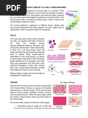 Human Body