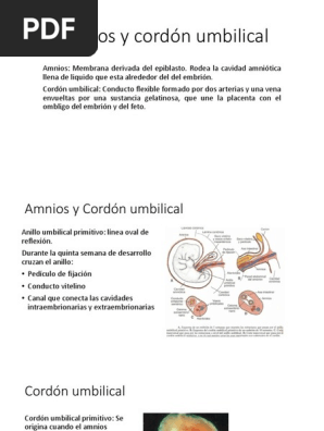 Amnios y Cordon Umbilical PDF Feto Biologia del desarrollo