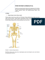 Anatomi Muskuloskeletal