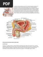 Sistema Genital Masculino