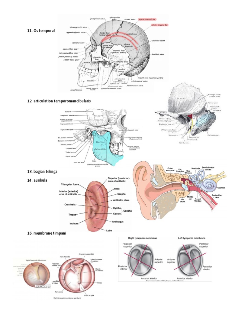 Anatomy ENT | PDF | Art