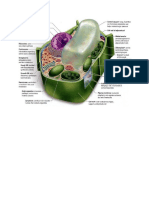 Cell Organelles & Functions