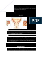Anatomia vejiga.docx