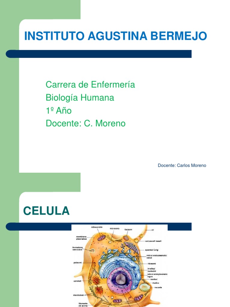 Estructura y Función Celular Básica | PDF | Citoplasma | Biología Celular)