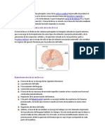 El Área de Broca Es Una de Las Principales Zonas de La