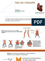 Embriologia de Corazon