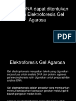 Kul Ke 6 e Learning Elektroforesis