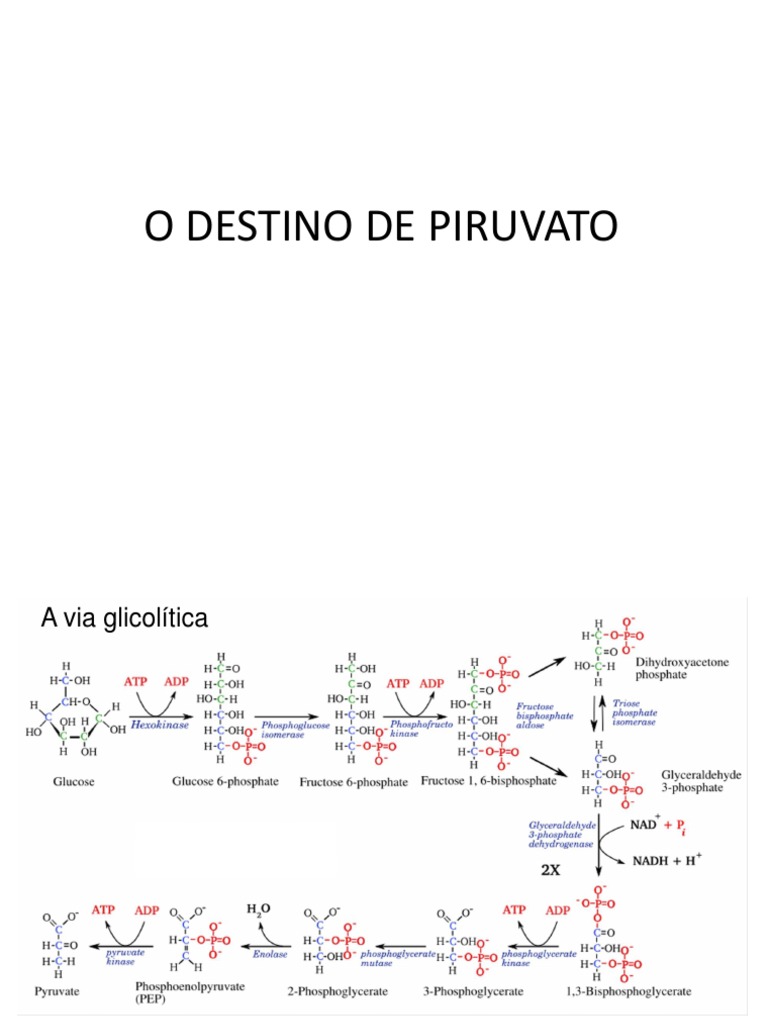 Aula 06 Destino de Piruvato | Glicolise | Fermentação