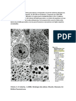 Islotes Pancreaticos