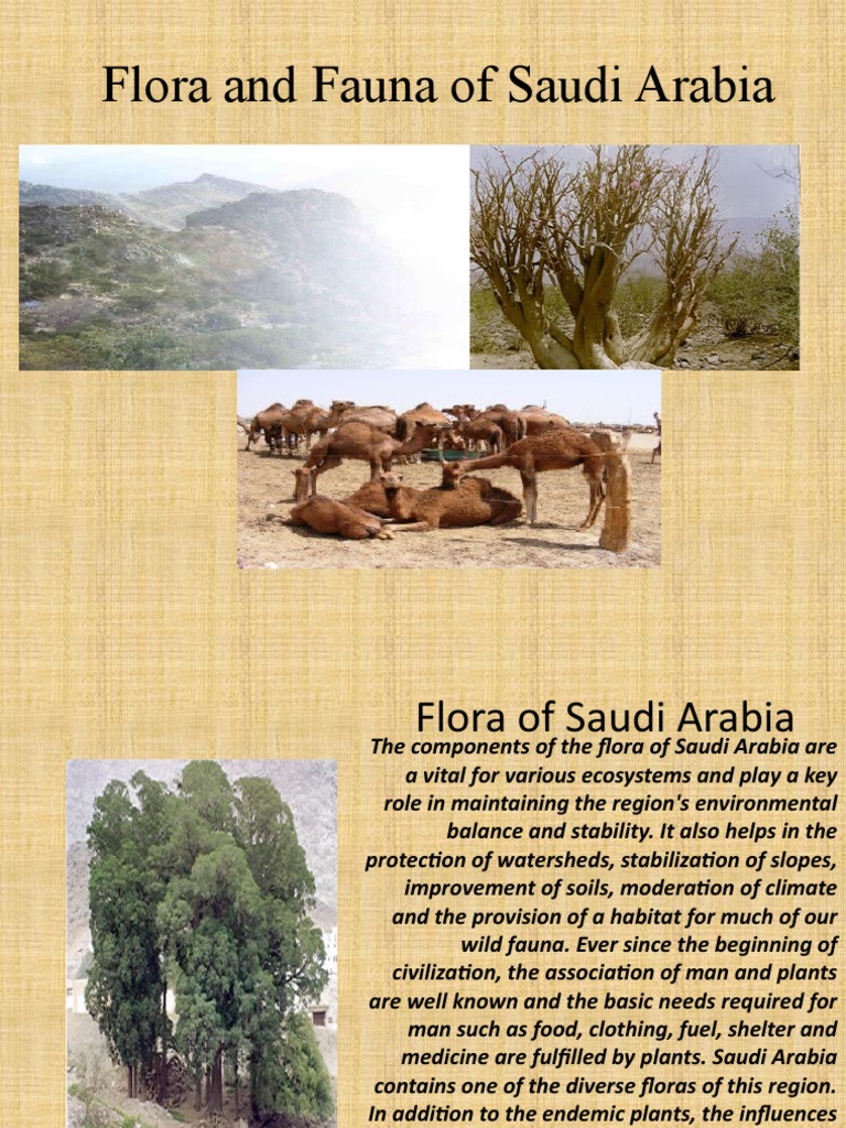 Saudi Arabia’s Flora and Fauna: Nature’s Hidden Mastery in the Desert Kingdom