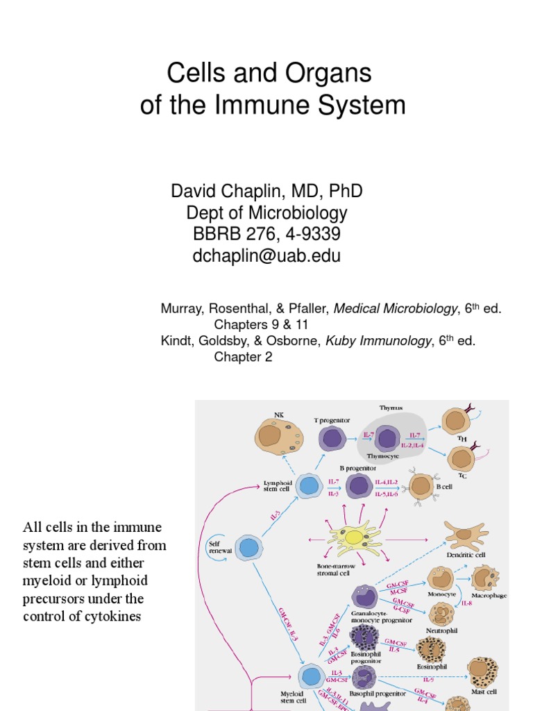 Immune System Cells and Organs Overview | PDF | Lymphatic System | B Cell