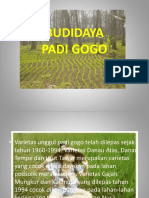 Budidaya Padi Gogo
