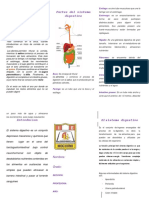 Sistema Digestivo Triptico