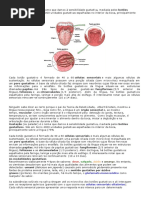Resumo Da Lingua Sabor e Papilas
