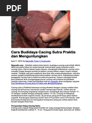 Budidaya Cacing Sutra