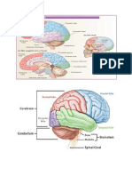 anatomi otak dan keterangannya