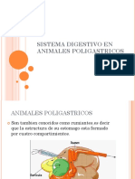 Sistema Digestivo en Animales Poligastricos