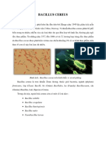 Bacillus Cereus