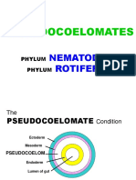 5 Pseudocoelomates