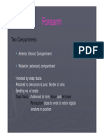 Ul - Flexor - Forearm PDF