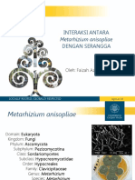 Interakaksi Antara Metarhizium Anisopliae Dengan Serangga