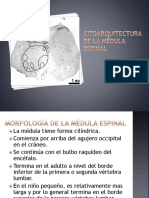 Medula Espinal 1