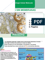 4ta Ribosomas Centrosomas Cilios Flagelos