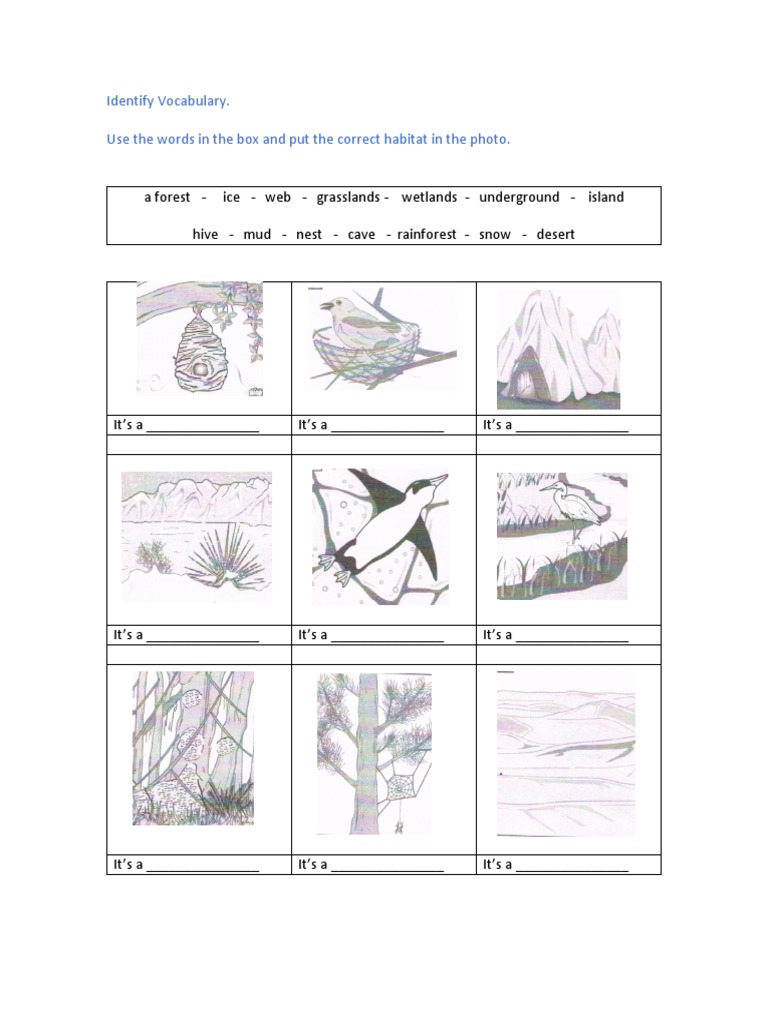 Inglés, Ejercicios Animals Habitats PDF Bears Frog