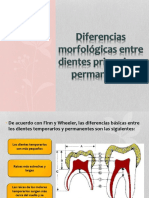 Diferencias Morfologicas