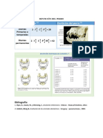 Dentición Del Perro
