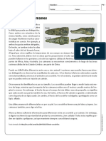 Ficha 3° Texto Informativo Caimán y Cocodrilo