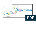 La Replicacion Del ADN