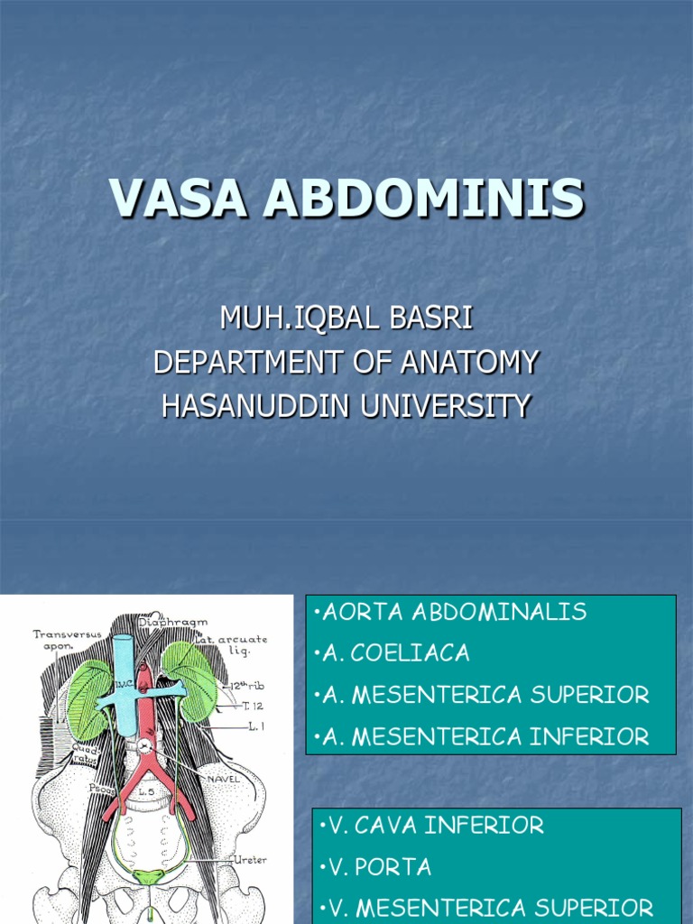 Vasa Abdominis