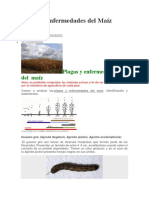 Plagas y Enfermedades Del Maíz