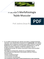 Practica 5 Morfofisiología T.muscular