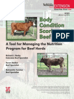 Cattle Body Condition