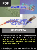 20 Apresentação Gnathostomulida