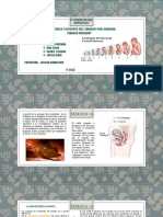 2º trimestre del embarazo.pptx