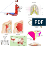 shemas anatomie