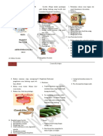 Leafleat Gastritis