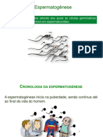 Espermatogénese-PP.pdf