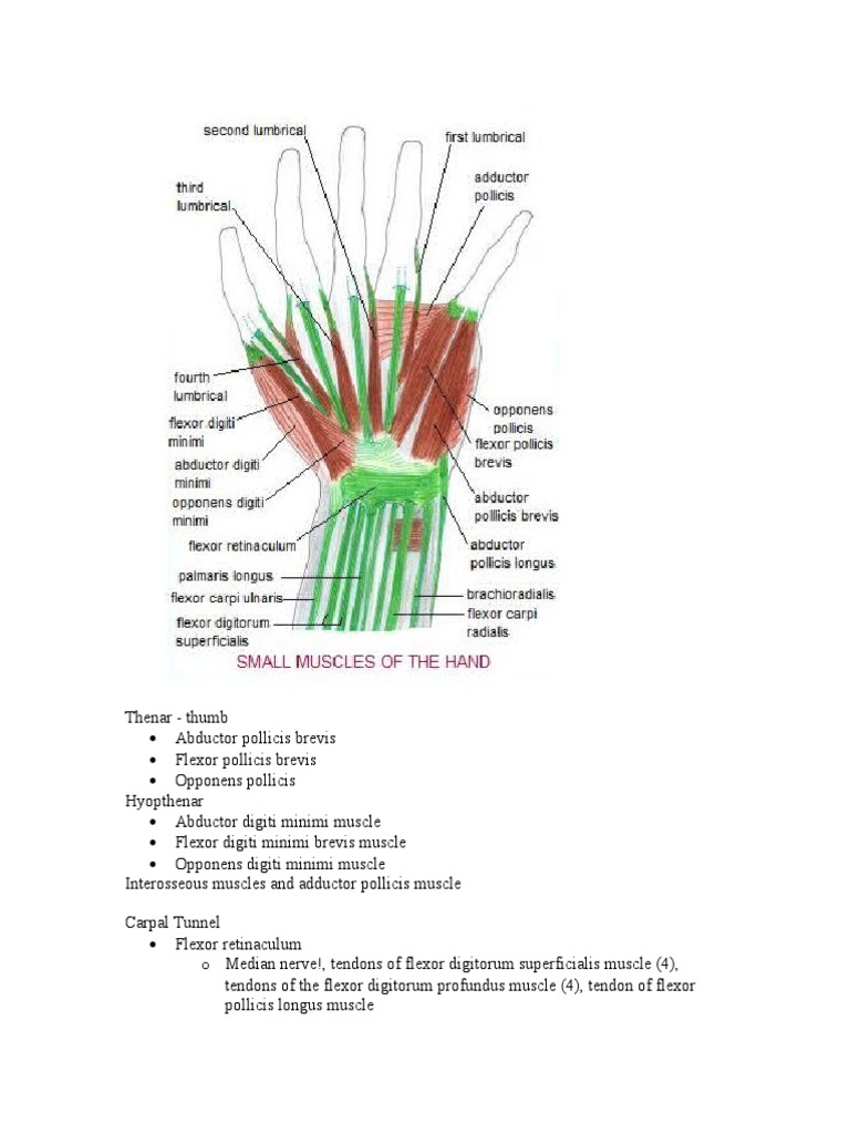 Thenar Muscle Anatomy and Function | PDF