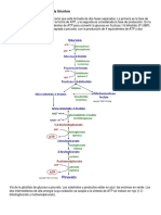 Las Reacciones Individuales de La Glicólisis