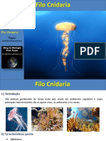 Filo Cnidaria - Características e formas