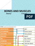 Bones and Muscles