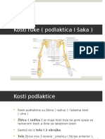 Kosti Podlaktice I Sake