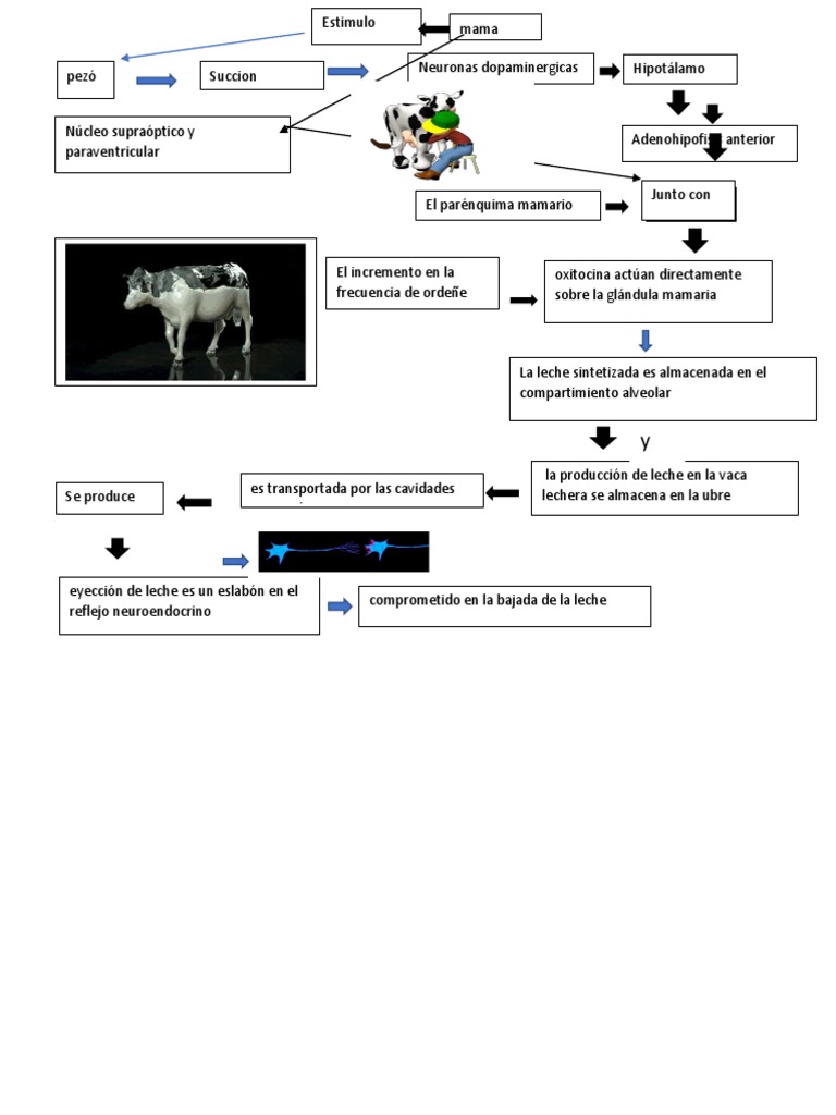 Lactogenesis | PDF