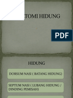 Anatomi Hidung