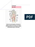 Arteria Radial